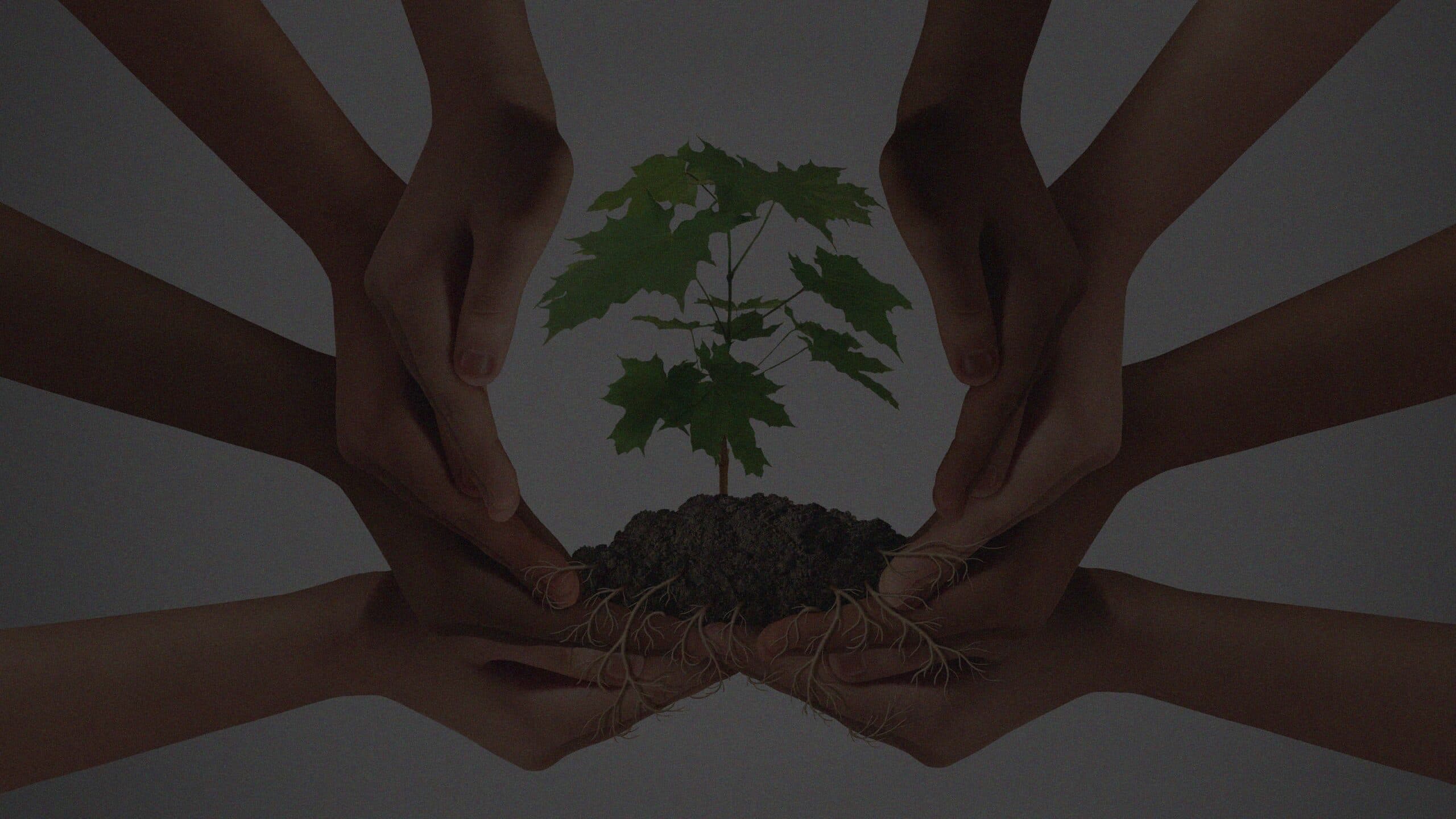 Hands supporting a growing tree